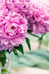 Obraz premium a bouquet of pink peonies in a glass vase close-up