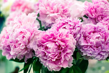bouquet of pink peonies close - up in the garden