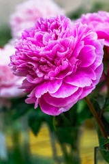pink peony in vase close-up