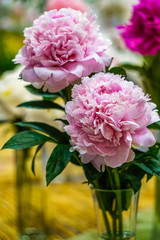 two pink peonies and green leaves in a glass vase