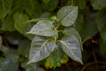 View from Under The Water Drops on Green Leafs After Rain