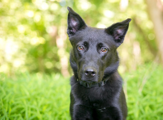 A black Shepherd mixed breed dog outdoors