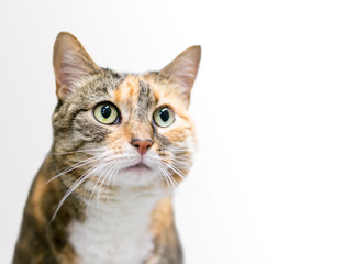 A Calico Tabby domestic shorthair cat on a white background