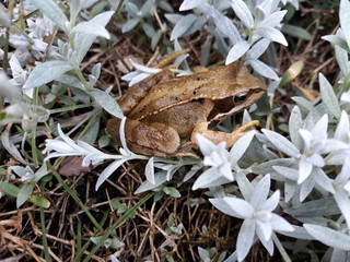 grenouille des champs sur coussin d'argent