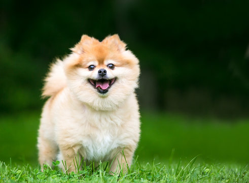 A cute Pomeranian dog with a happy expression