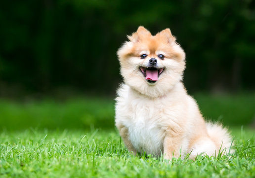 A Cute Pomeranian Dog With A Happy Expression