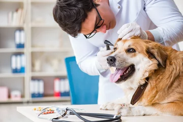 Poster Doctor examining golden retriever dog in vet clinic © Elnur