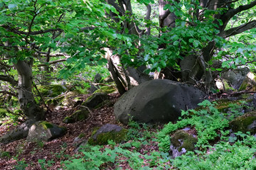 Felsblock unter Baum