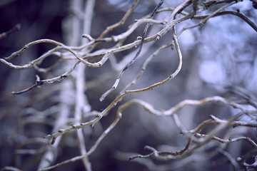 branches of plant