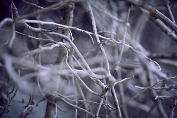 branches of plant