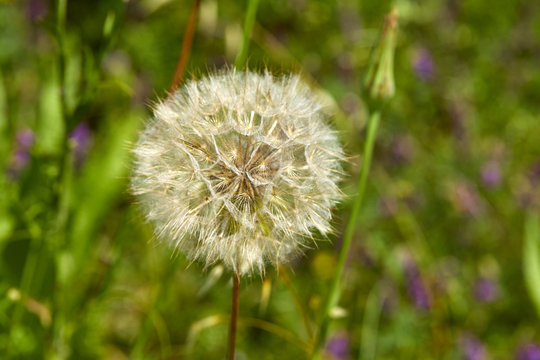 Closeup picture of Dandelion.