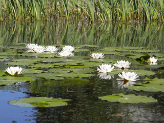 white lilies on the lake