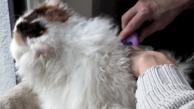 Frau kämmt Katze zur Fellpflege mit Katzenbürste, full HD 1080p Video Footage