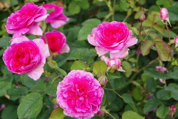 pink roses in the garden