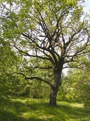old big oak tree in the background of the forest.