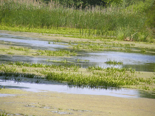 Obraz premium marshy forest lake