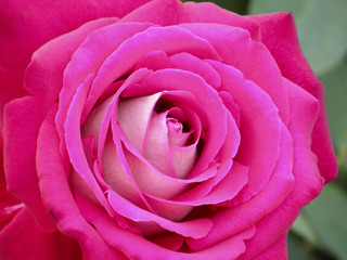Very beautiful flowers roses