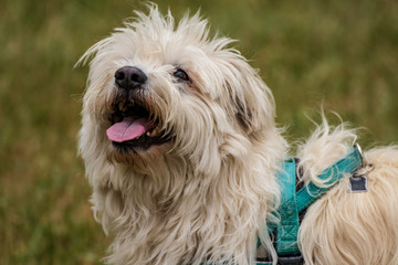 dog in park portrait