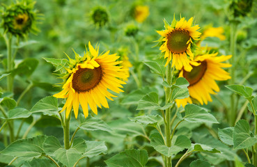 Field of  sunflower