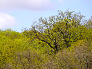 large oak tree in the background of a spring forest.
