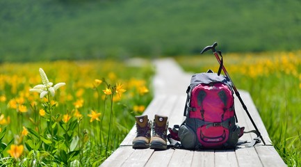 初夏・花々の湿原・ハイキングイメージ