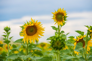 Field of  sunflower