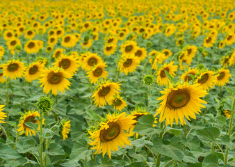 Fototapeta na wymiar Field of sunflower