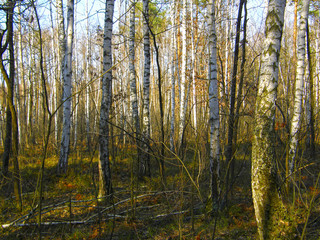 birch forest in early spring.