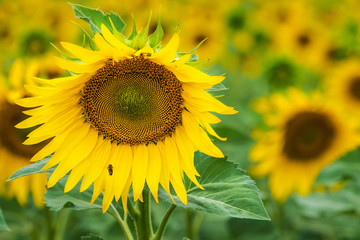 Field of  sunflower