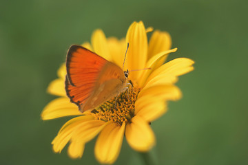 Closeup of a butterfly sitting on an orange flower