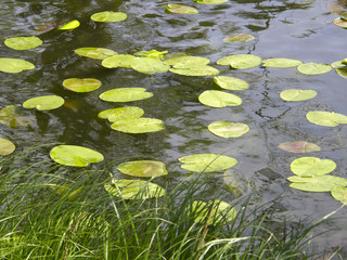 leaves of water lilies in water