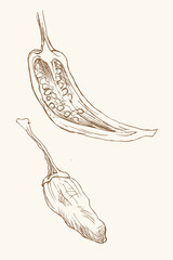 Papryka ostra - szkic, rysunek odręczny