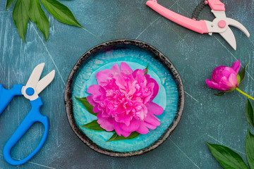 Fresh magenta peony flowers with garden shears and pruner on blue background.