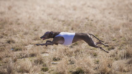 Dog Italian Greyhound pursues bait in the field