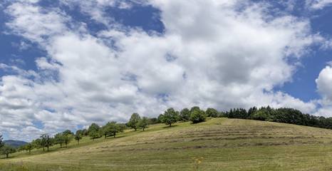 Obraz premium rural landscape with meadow and trees near Triembach in the Elsass region