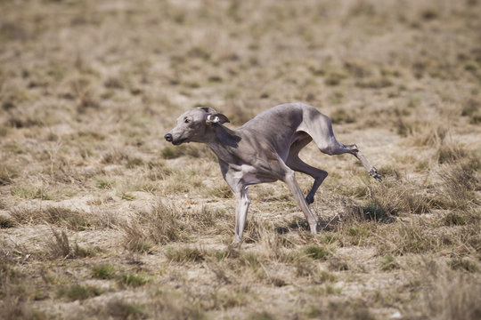 Dog Italian Greyhound pursues bait in the field