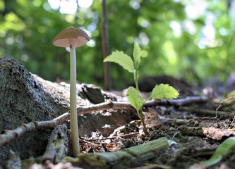  Nature,environment,parks and forest concept: summer mushrooms in a natural forest...