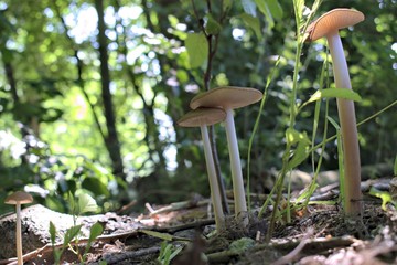  Nature,environment,parks and forest concept: summer mushrooms in a natural forest...