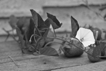 strawberry with a twig of bindweed on a wooden background.
