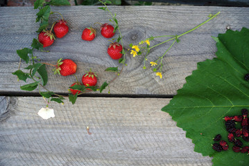 strawberry with a twig of bindweed on a wooden background.mulberry on a vine leaf.