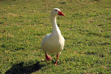 Oie blanche