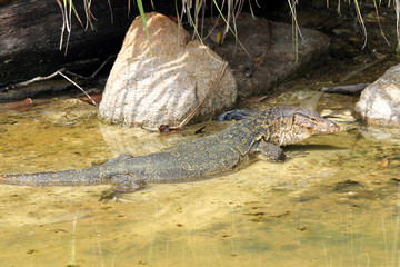 Varan de Komodo
