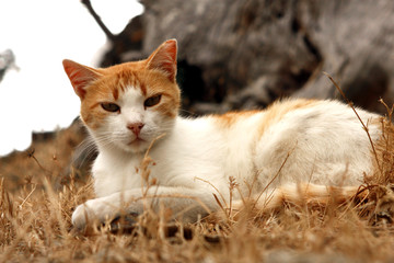 chat roux