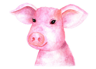 Portrait of a pink pig. Color sketch.
Watercolor portrait of a pig on a white background. Illustration for books, print, design.