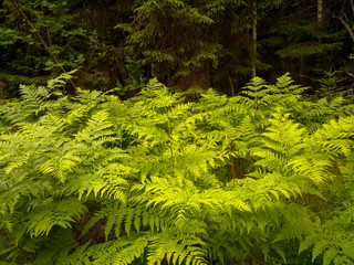 Northern forest with a wall of fern in the foreground.