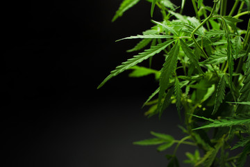 Marijuana leaves, cannabis on a dark background, beautiful background, indoor cultivation