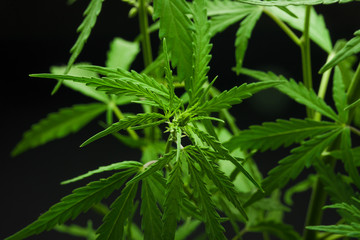 Hemp bush on a black background, the ability to use as a texture