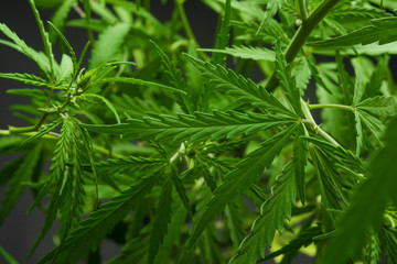 Hemp bush on a black background, the ability to use as a texture