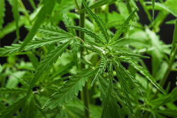 Hemp bush on a black background, the ability to use as a texture