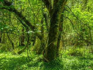 Awesome trees and nature at Killarney National Park